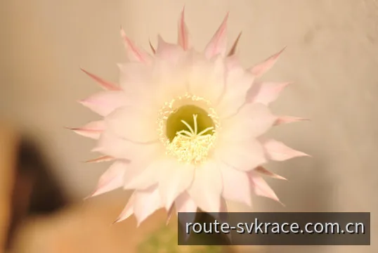 斯洛伐克赛车综合走势遥测数据流